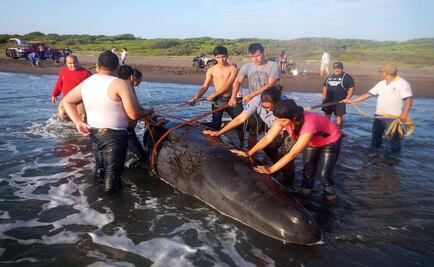 Logran salvar a cría de ballena varada en Veracruz