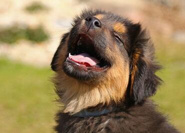 ¿Cómo evitar que tu perro contraiga la enfermedad de lyme?