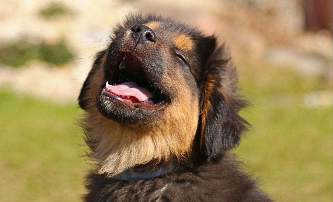 Perro y enfermedad de lyme. Fuente: Pixabay