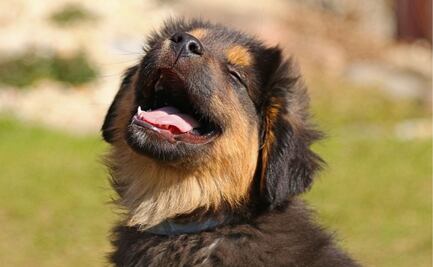 ¿Cómo evitar que tu perro contraiga la enfermedad de lyme?