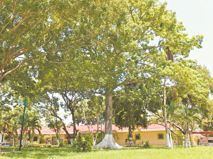 Población. En el centro asistencial la Casa del Árbol, dependiente del DIF estatal, habitaban 68 ancianos. TOMADA DE INTERNET