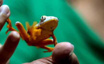 Un sapo que abre camino a biomedicina en Ecuador