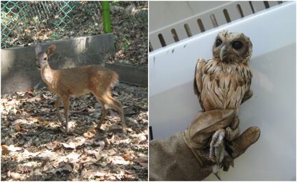 Rescata Profepa cinco ejemplares de fauna silvestre en Colima