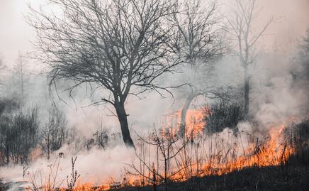 Incendios forestales en Hidalgo amenazan municipios de alto riego; afirman estar vinculados con tala ilegal