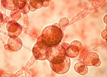 Candida auris, el otro hongo que amenaza la recuperación de los pacientes con Covid-19