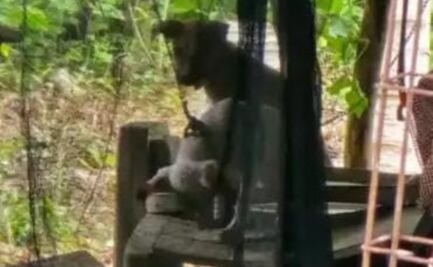 Rescatan a dos cachorros víctimas de maltrato animal en Motul, Yucatán; asociación alista denuncia ante fiscalía estatal