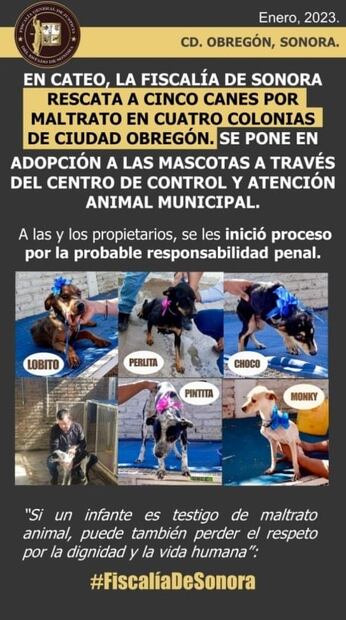 Fiscalía de Sonora rescata a 5 lomitos por maltrato y abandono en Obregón