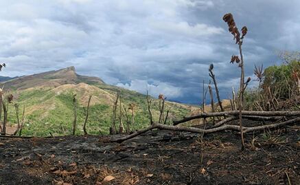 Las matemáticas predicen una sexta extinción masiva para 2100