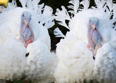 Día de Acción de Gracias: 8 claves para entender por qué es la fiesta más importante de EU