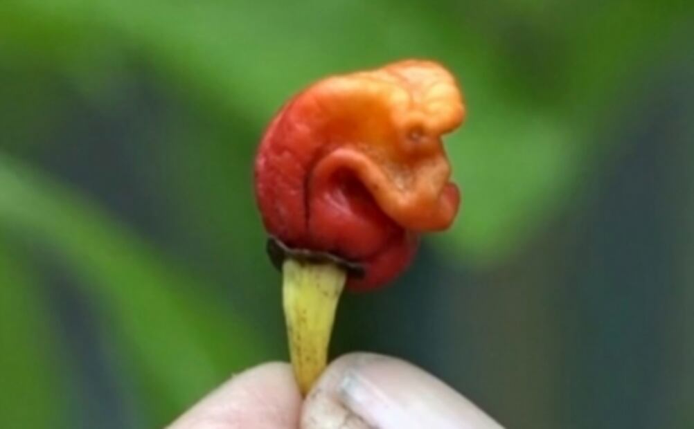 El chile más picante del mundo puede ocasionarte la muerte