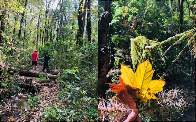 Talpa: visita uno de los únicos bosques de arce en México