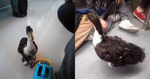 Las mejores fotos de Bruna, la patita con tenis que viaja en Metro