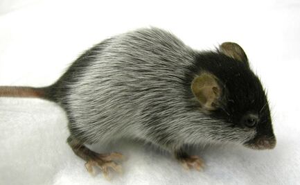 Científicos logran trasplantar neuronas humanas a ratones de laboratorio para estudiar padecimientos mentales 