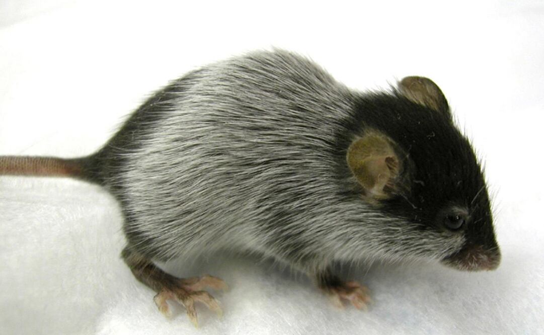 Foto: EFE/Emi K Nishimura and David E Fish UK