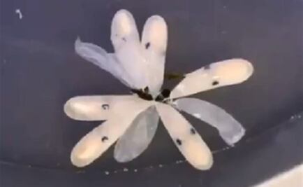 No, no es una flor, son pequeños pulpos saliendo a la vida