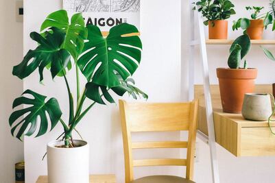 El truco para que las hojas de la monstera crezcan más grandes; descubre la guía de cuidado para plantas