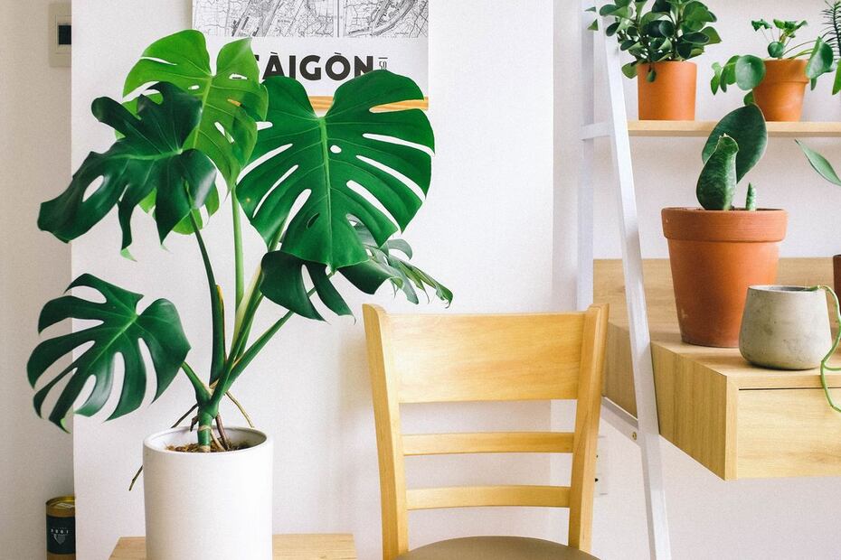 Las plantas para interiores es buen regalo para el Día del Abuelo. Foto: Pexels