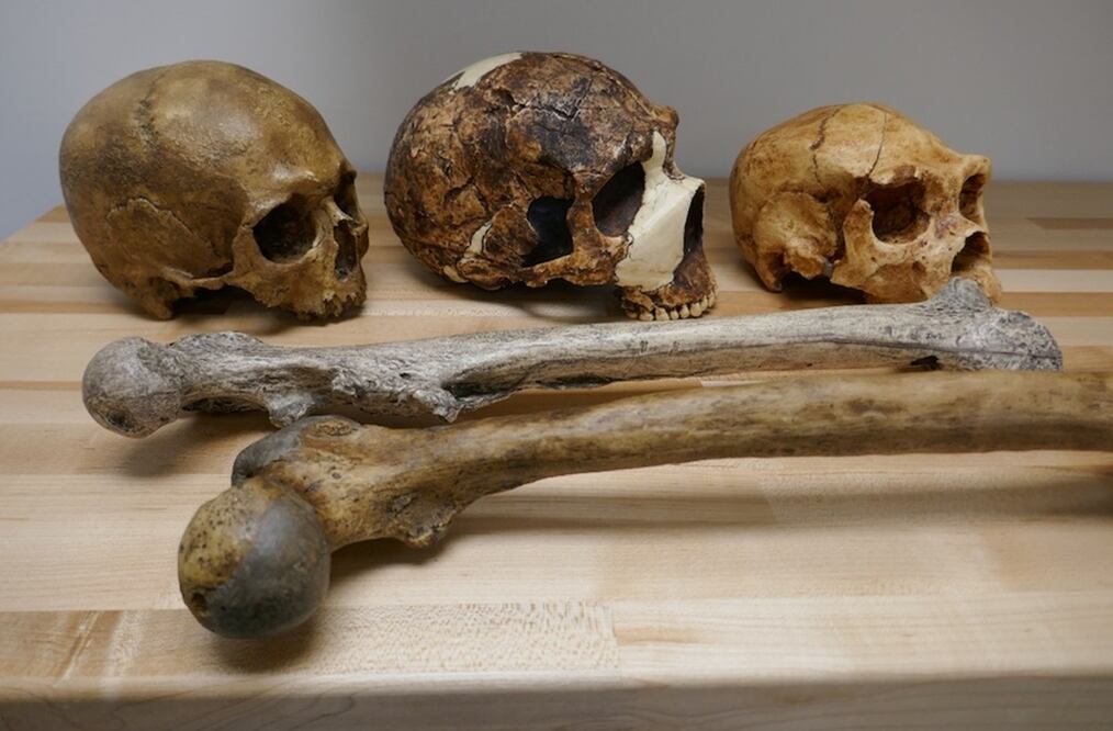 Fósiles del género Homo. Foto: Universidades de Tubinga