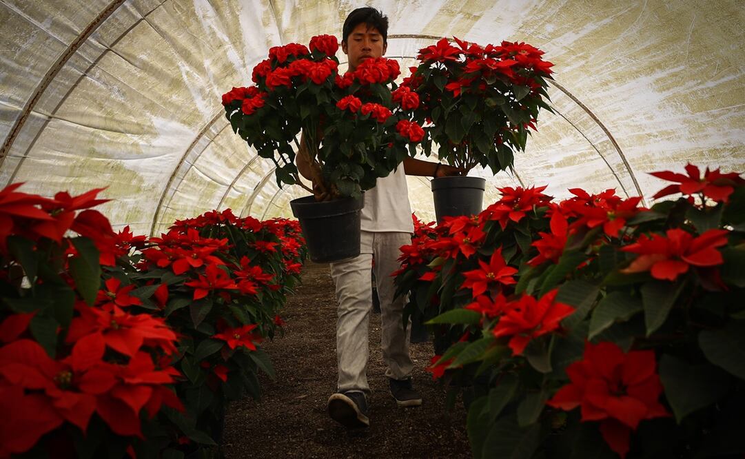 La pandemia no ha sido un impedimento para que la nochebuena se venda, debido a que en Atlixco toman todas las medidas necesarias. Foto: Diego Simón Sánchez. EL UNIVERSAL