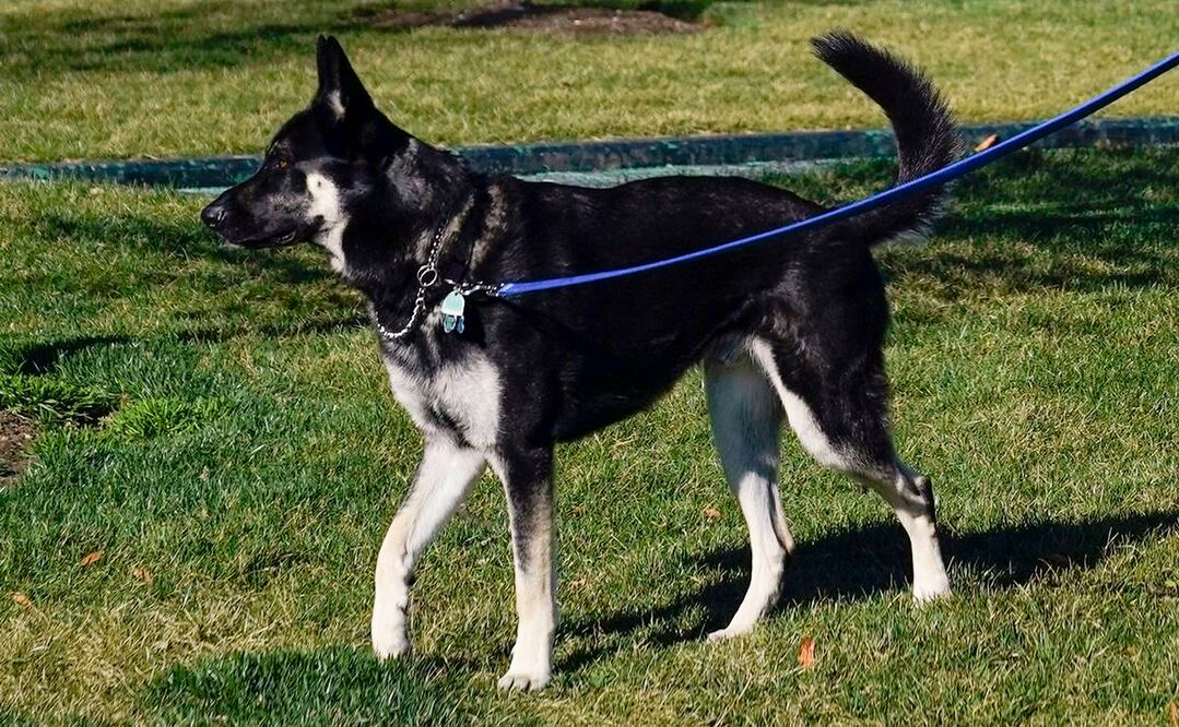 Major, perro del presidente Biden durante un paseo. Foto: AP