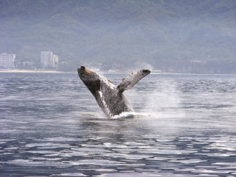 Holbox, Oaxaca y otros lugares para tus vacaciones de diciembre