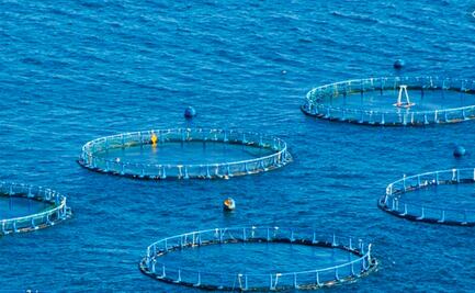 México y China firman convenio para desarrollar alimentos cultivados en el mar