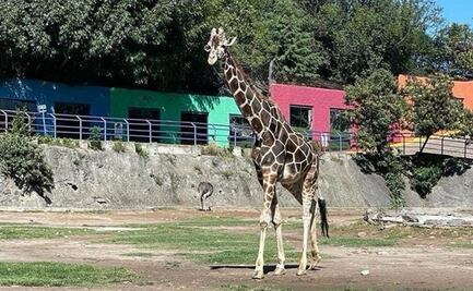 De luto zoológico de Tlaxcala por muerte de "Yoyo" la jirafa