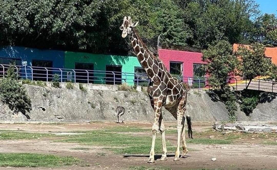 "Yoyo" la jirafa . Foto: Especial