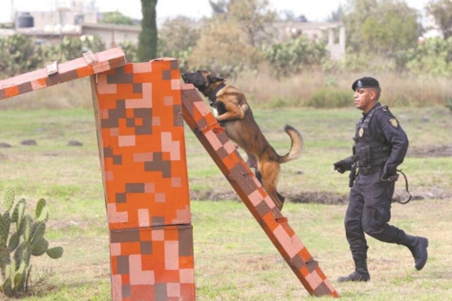 Perros policías, arma contra drogas y explosivos en CDMX