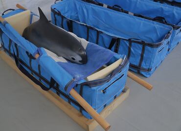 Pide Unesco reforzar protección a vaquita marina para evitar extinción