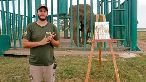 Tombo, el elefante del zoológico de Tabasco que pinta y busca novia