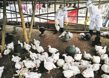 Gripe aviar H5N2: Todo lo que debes saber del virus que causó la muerte de una persona en México