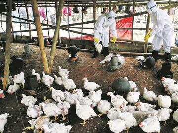 OMS aclara que reciente muerte en México de un paciente no es atribuible a la gripe aviar