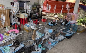 En Vietnam rescatan a cientos de gatos destinados para consumo humano; cae red de comercio de carne de felino