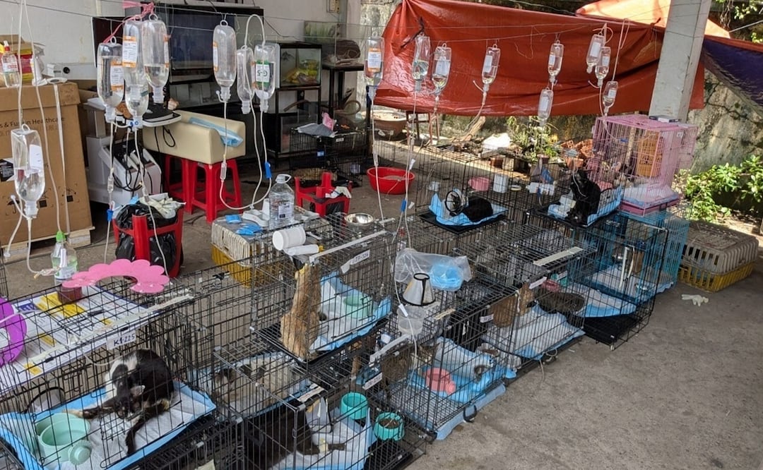 Los gatos rescatados recibieron tratamiento en Ho Chi Minh, Vietnam. Foto: AP