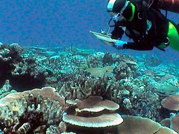 Polvo de carbón mata a los corales y reduce el crecimiento de los peces