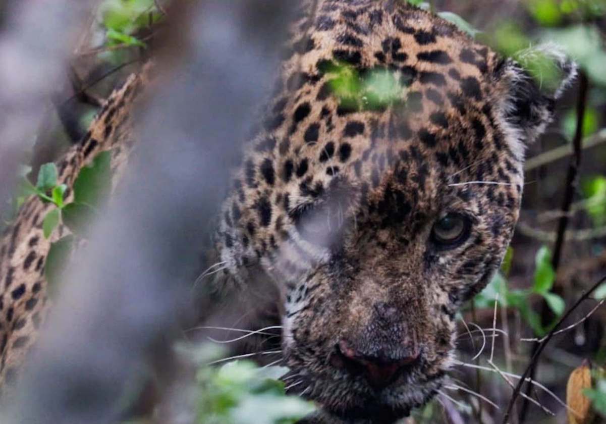 Liberan a jaguar en Tamaulipas

Tras recibir atención médica especializada mediante un operativo coordinado entre autoridades ambientales, estatales y federales, el ejemplar fue devuelto a su hábitat natural en Soto la Marina