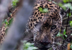 Rescatan a jaguar en Soto la Marina, Tamaulipas; tras ser atendido médicamente, es liberado en su hábitat natural