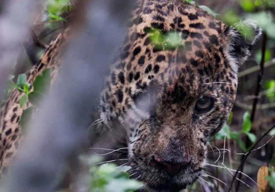 Autoridades ambientales, federales y estatales atendieron y liberaron a un ejemplar de jaguar que fue rescatado. Foto: Especial