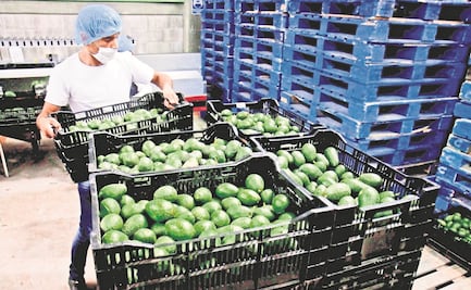 Ven oportunidades para aguacateros