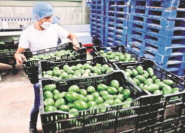 Ven oportunidades para aguacateros