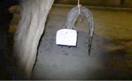 Investiga Profepa muerte de cocodrilo en Puerto Vallarta