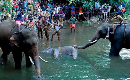 Elefanta preñada muere tras morder una piña con explosivos en India