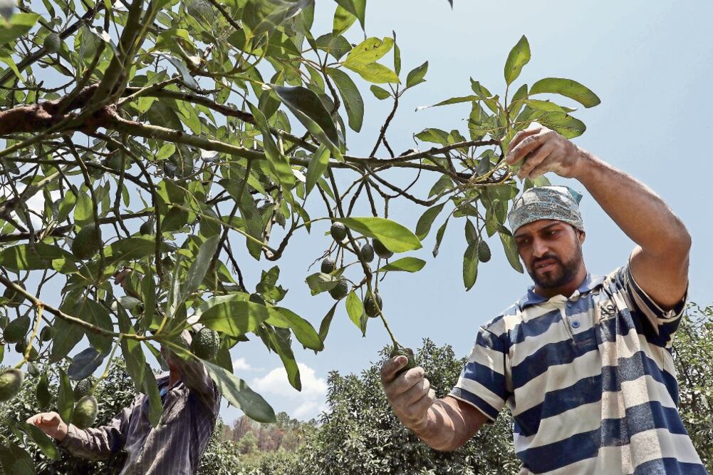 Estados Unidos compra 80% de la producción mexicana de aguacates, principalmente de Michoacán, por ser el único estado con permiso sanitario de ese país para exportar. (JUAN CARLOS REYES. EL UNIVERSAL)