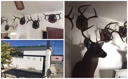 Desmantelan centro de caza furtiva en NL