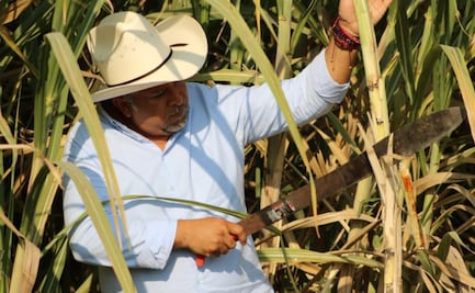 Cañeros de Morelos rompen barrera de pago promedio por obtención de azúcar en molienda