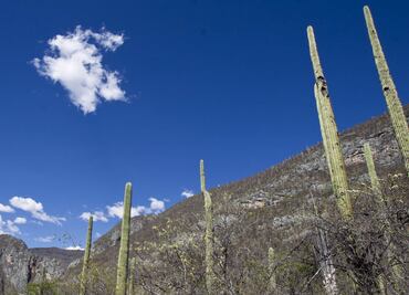 Conanp: Mexico strips its natural protected areas of 75% of their budget