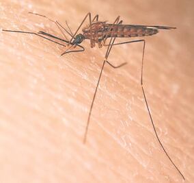 La 4T contrata a empresas de insecticidas que tachó de corruptas