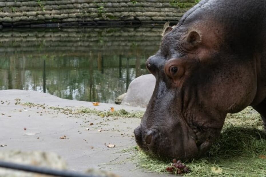 Horarios para visitar el Zoológico de Chapultepec tras su reapertura