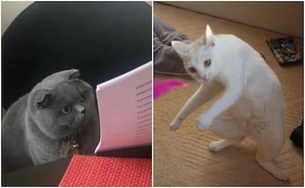 Vamos a celebrar el día del gato con los mejores 5 memes